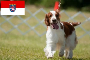 Scopri di più sull'articolo Allevatori di Welsh Springer Spaniel e cuccioli a Hessen