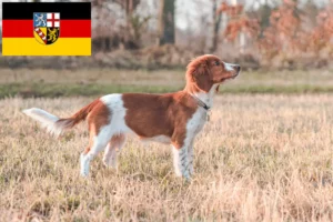 Scopri di più sull'articolo Allevatori di Welsh Springer Spaniel e cuccioli in Saarland