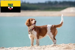 Scopri di più sull'articolo Allevatori e cuccioli di Welsh Springer Spaniel in Sassonia-Anhalt