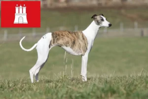 Scopri di più sull'articolo Allevatore di Whippet e cuccioli ad Amburgo