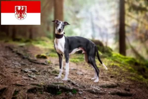 Scopri di più sull'articolo Allevatori di Whippet e cuccioli a Brandeburgo