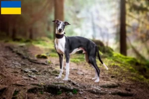 Scopri di più sull'articolo Allevatori e cuccioli di Whippet in Ucraina