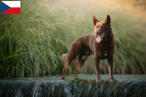 Scopri di più sull'articolo Allevatori di Kelpie australiani e cuccioli in Repubblica Ceca