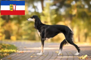 Scopri di più sull'articolo Allevatori di Saluki e cuccioli in Schleswig-Holstein