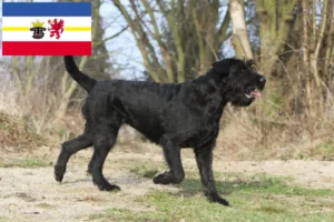 Scopri di più sull'articolo Allevatori di Schnauzer e cuccioli in Mecklenburg-Vorpommern