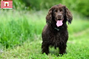 Scopri di più sull'articolo Allevatori di Field Spaniel e cuccioli a Brema