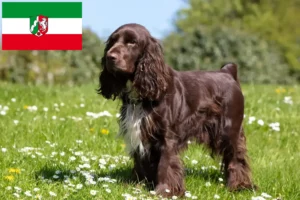 Scopri di più sull'articolo Allevatori di Field Spaniel e cuccioli in Nord Reno-Westfalia