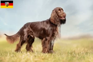 Scopri di più sull'articolo Allevatori di Field Spaniel e cuccioli in Saarland