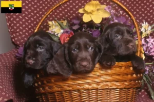 Scopri di più sull'articolo Allevatori di Field Spaniel e cuccioli in Sassonia-Anhalt