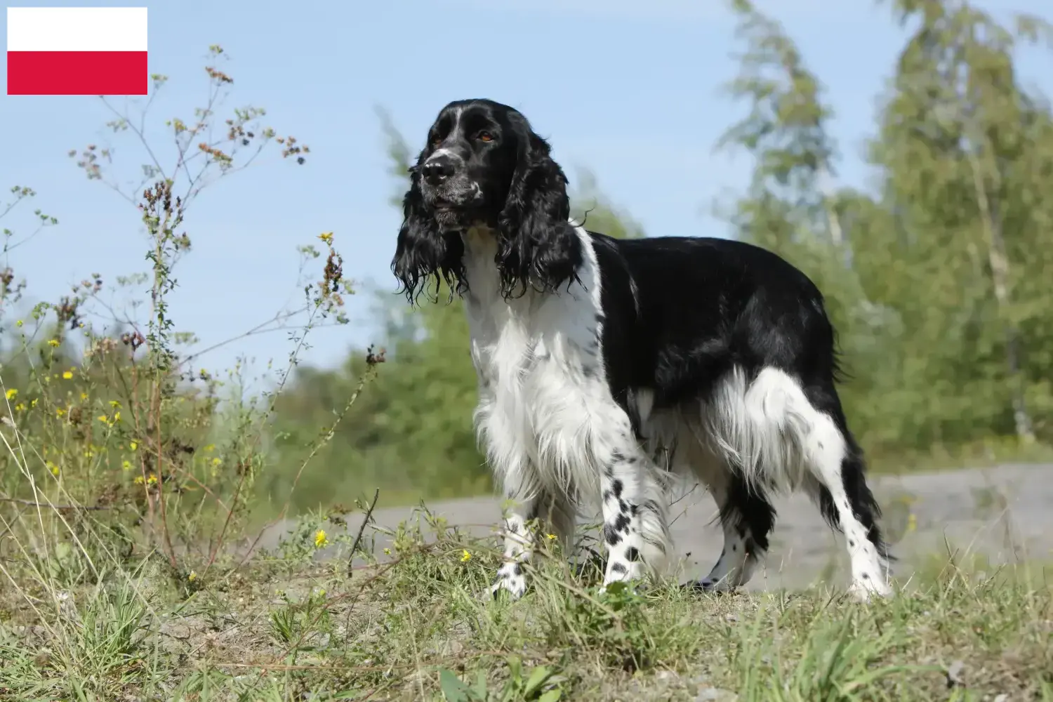 Scopri di più sull'articolo Allevatori di Springer Spaniel Inglese e cuccioli in Polonia