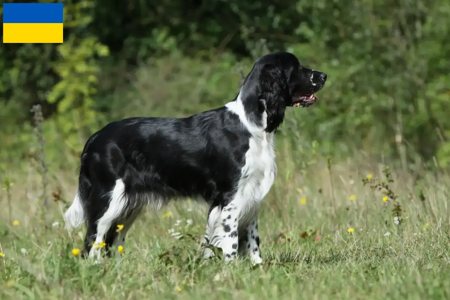 Scopri di più sull'articolo Allevatori di Springer Spaniel Inglese e cuccioli in Ucraina