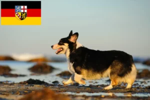 Scopri di più sull'articolo Allevatori e cuccioli di Welsh Corgi in Saarland