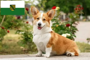 Scopri di più sull'articolo Allevatori e cuccioli di Welsh Corgi in Sassonia