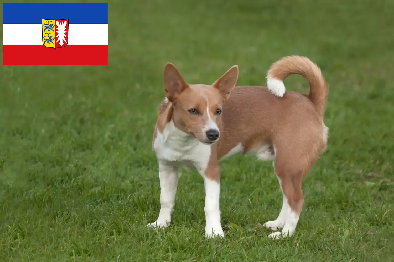 Scopri di più sull'articolo Allevatori di Podenco e cuccioli in Schleswig-Holstein