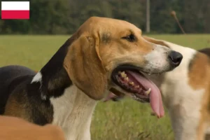 Scopri di più sull'articolo Allevatori e cuccioli di Poitevin in Polonia