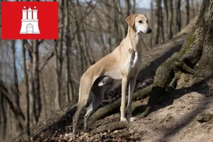 Scopri di più sull'articolo Allevatori e cuccioli di Sloughi a Amburgo