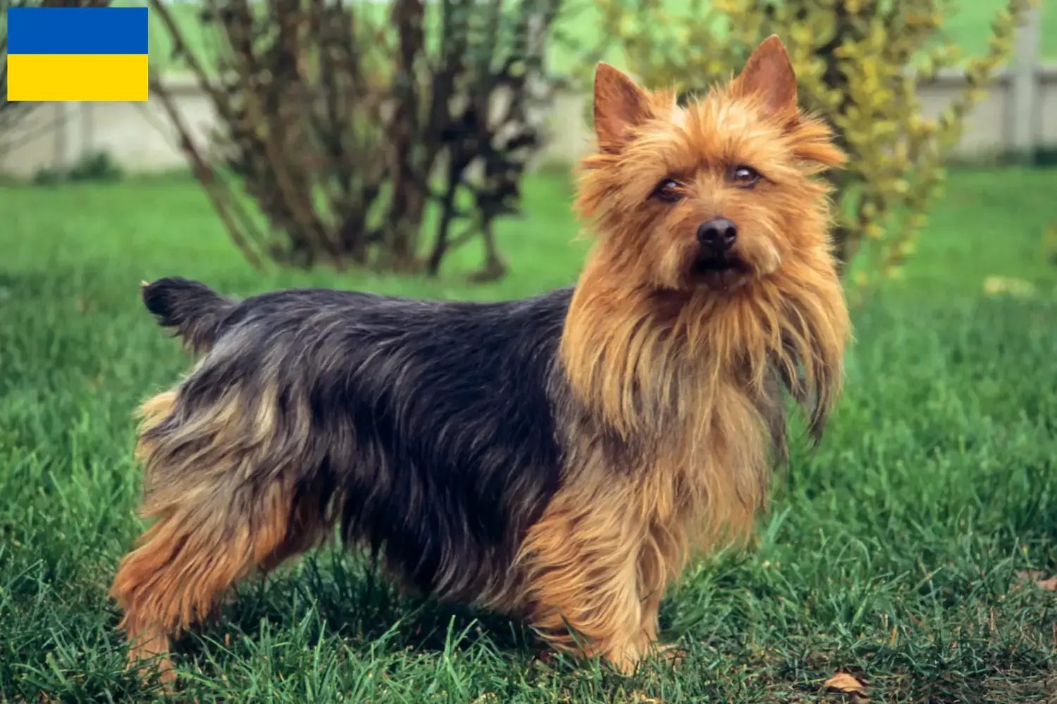 Scopri di più sull'articolo Allevatori di Australian Terrier e cuccioli in Ucraina