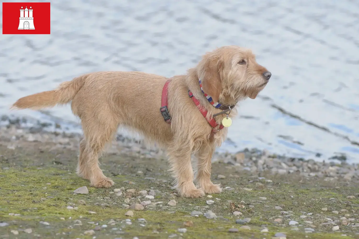 Scopri di più sull'articolo Allevatori di Basset fauve de Bretagne e cuccioli a Amburgo