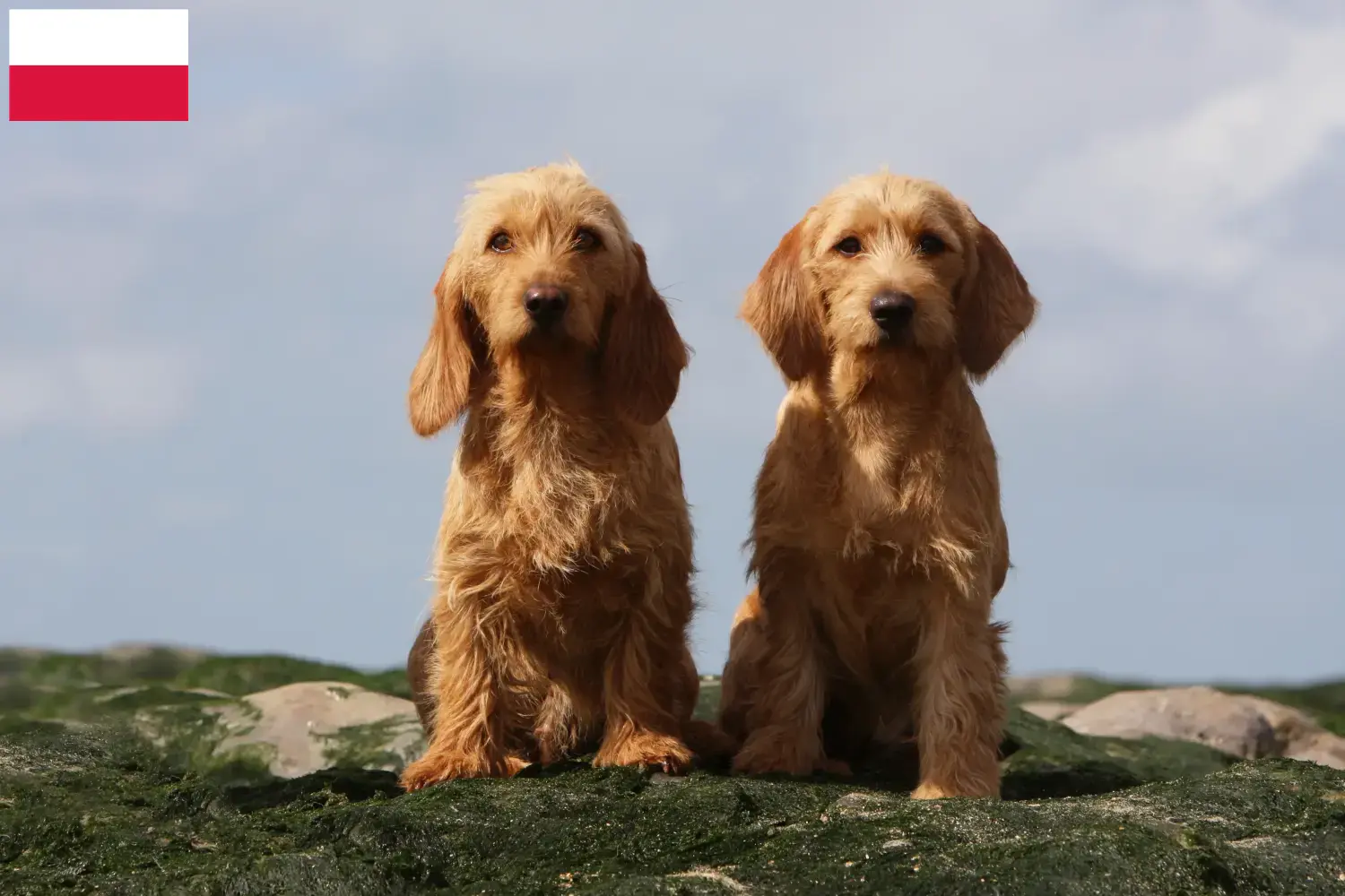 Scopri di più sull'articolo Allevatori di Basset fauve de Bretagne e cuccioli in Polonia