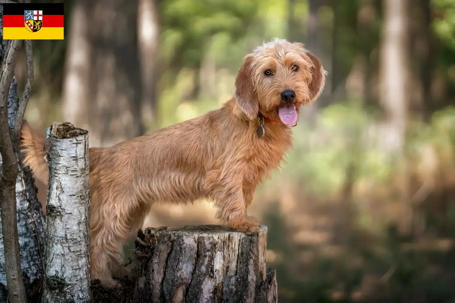 Scopri di più sull'articolo Allevatori di Basset fauve de Bretagne e cuccioli in Saarland