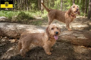 Scopri di più sull'articolo Allevamenti di Basset fauve de Bretagne e cuccioli in Baden-Württemberg