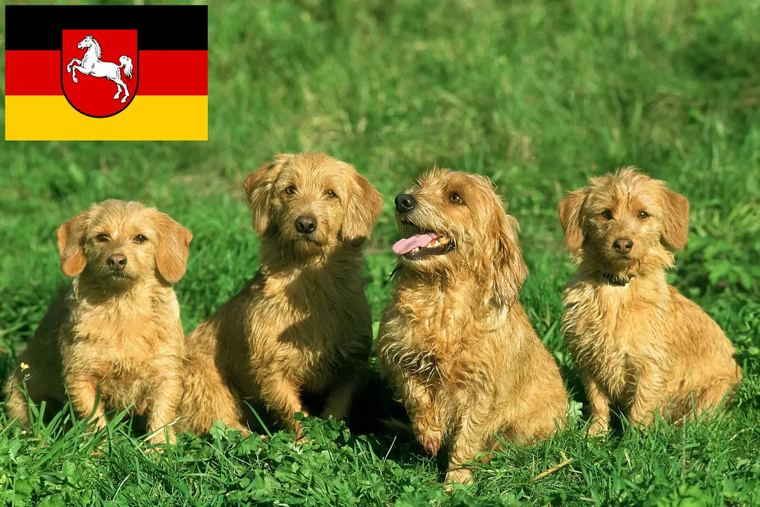 Scopri di più sull'articolo Allevatori di Basset fauve de Bretagne e cuccioli in Bassa Sassonia