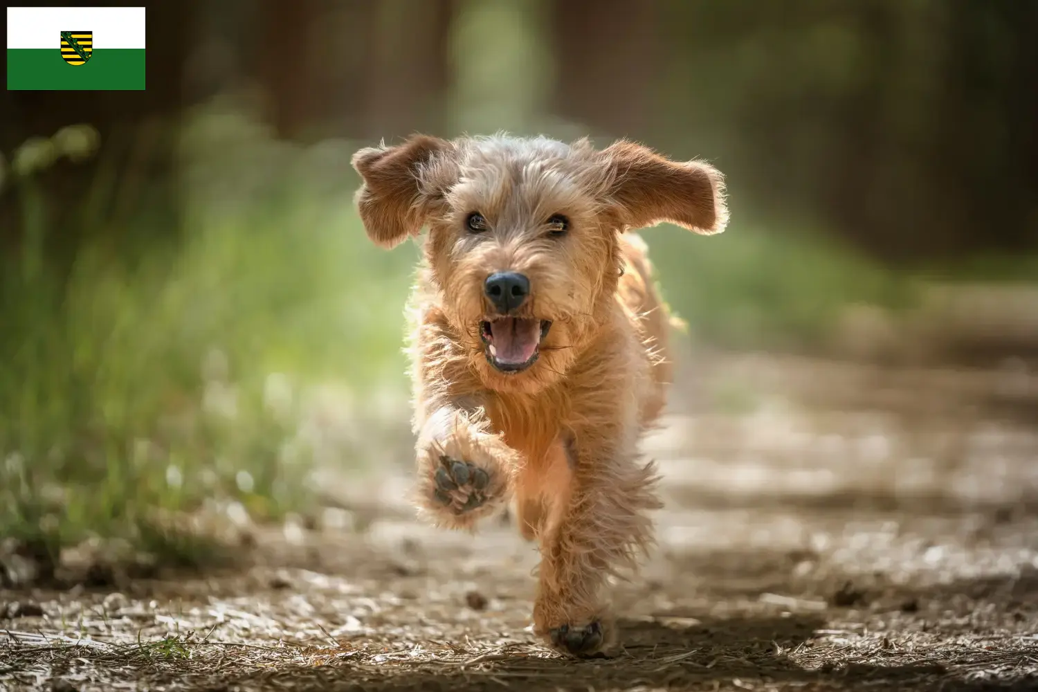 Scopri di più sull'articolo Allevatori di Basset fauve de Bretagne e cuccioli in Sassonia