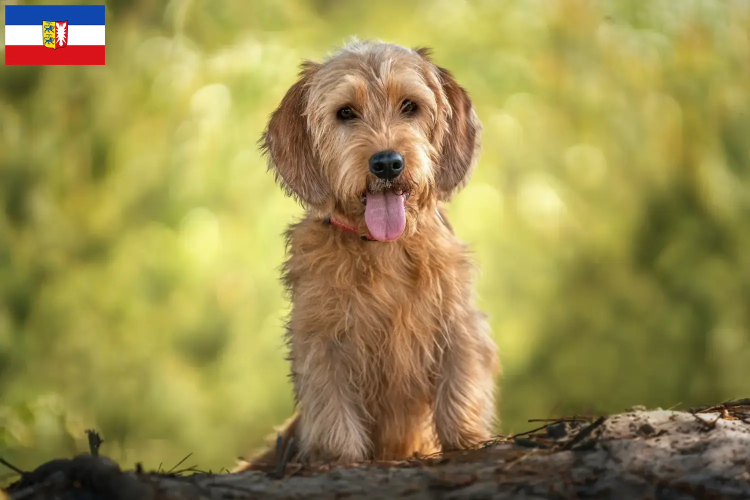 Scopri di più sull'articolo Allevatori di Basset fauve de Bretagne e cuccioli in Schleswig-Holstein