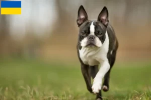 Scopri di più sull'articolo Allevatori di Boston Terrier e cuccioli in Ucraina