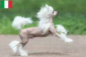 Scopri di più sull'articolo Allevatori di cani Chinese Crested e cuccioli in Italia