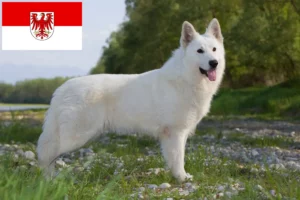 Scopri di più sull'articolo Allevatore di cani da pastore svizzero bianco e cuccioli in Brandeburgo