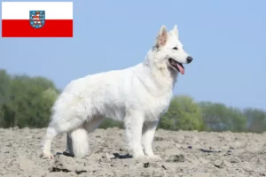 Scopri di più sull'articolo Allevatore di cani da pastore svizzero bianco e cuccioli in Turingia