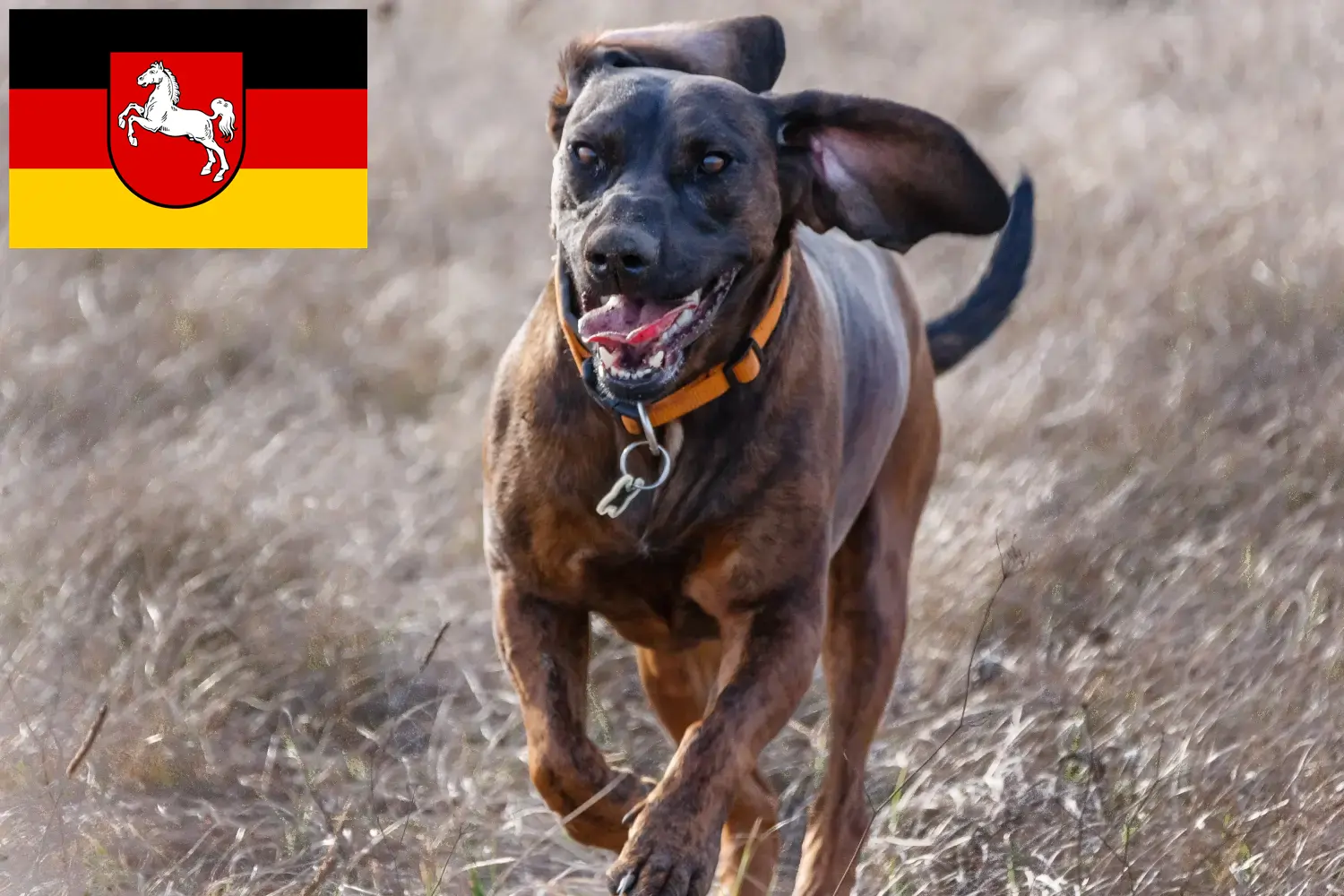 Scopri di più sull'articolo Allevatori di Hannoverscher Schweißhund e cuccioli in Bassa Sassonia