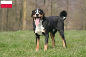 Scopri di più sull'articolo Allevatore di cani da montagna dell’Appenzello e cuccioli in Polonia