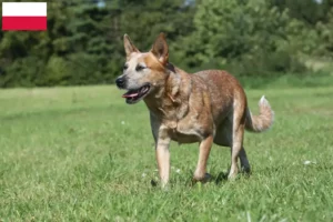 Scopri di più sull'articolo Allevatori di Australian Cattle Dog e cuccioli in Polonia