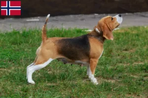 Scopri di più sull'articolo Allevatori di Beagle e cuccioli in Norvegia