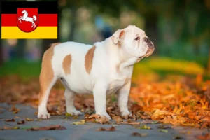 Scopri di più sull'articolo Allevatori e cuccioli di Bulldog Inglese in Bassa Sassonia