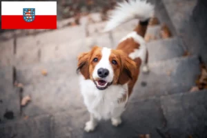 Scopri di più sull'articolo Allevatori e cuccioli di Kooikerhondje olandese in Turingia