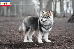 Scopri di più sull'articolo Allevatori di Lapphund finlandese e cuccioli in Mecklenburg-Vorpommern