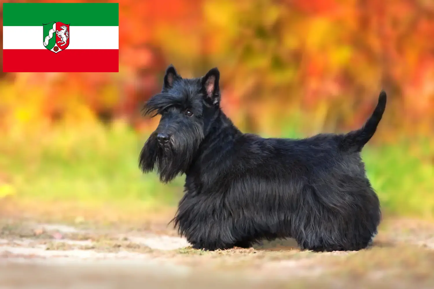 Scopri di più sull'articolo Allevatori di Scottish Terrier e cuccioli in Nord Reno-Westfalia