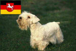 Scopri di più sull'articolo Allevatori di Sealyham Terrier e cuccioli in Bassa Sassonia