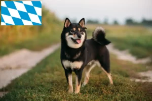 Scopri di più sull'articolo Allevatori di Shiba e cuccioli in Baviera