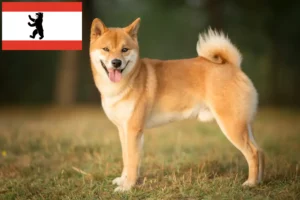 Scopri di più sull'articolo Allevatori e cuccioli di Shiba a Berlino