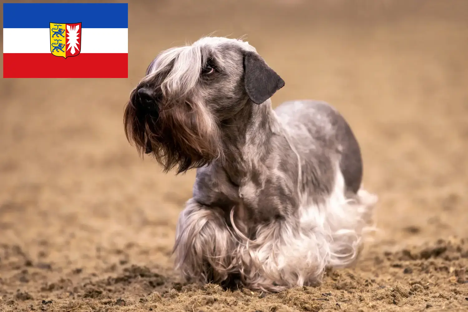 Scopri di più sull'articolo Allevatori di Terrier ceco e cuccioli in Schleswig-Holstein