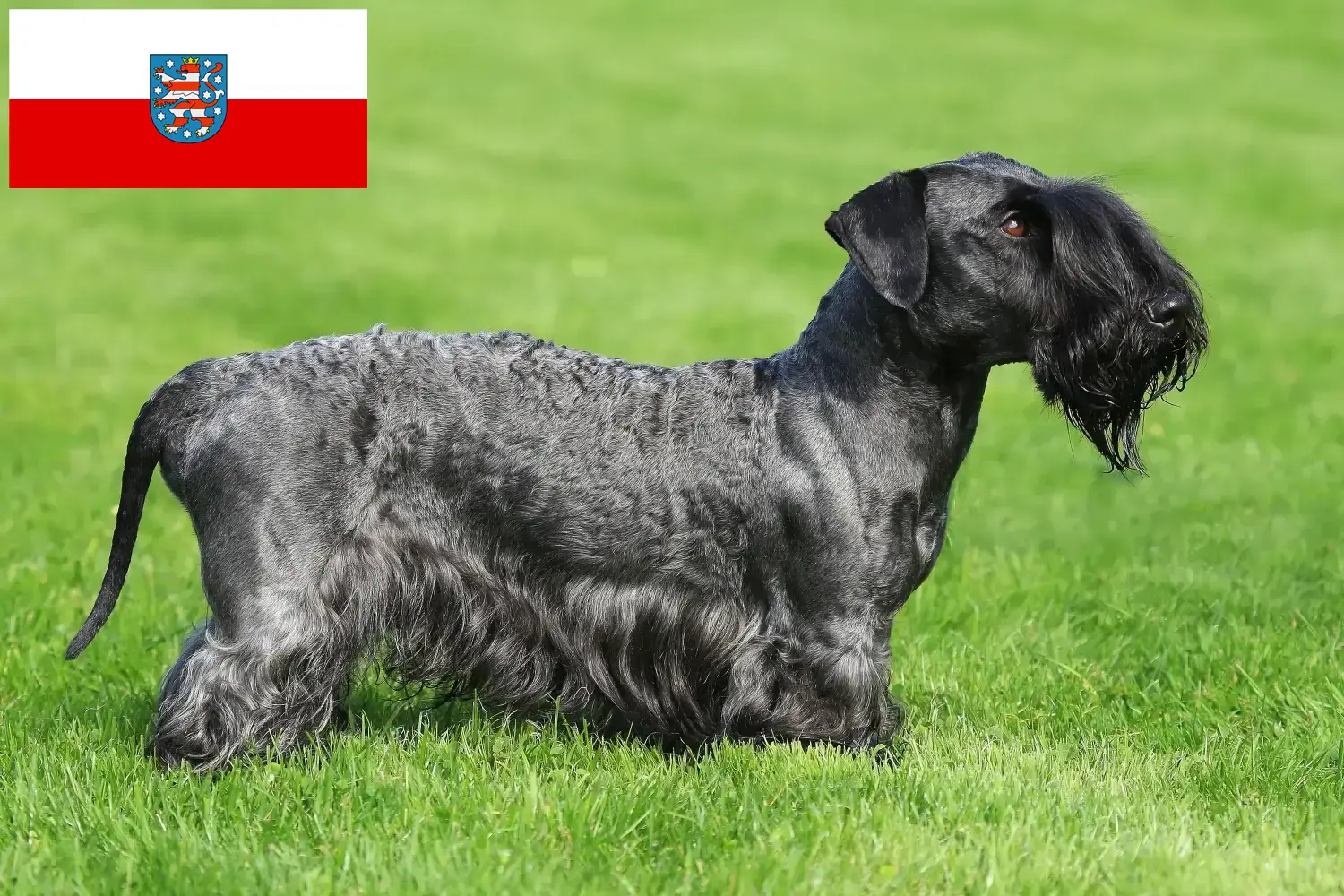 Scopri di più sull'articolo Allevatore di Terrier ceco e cuccioli in Turingia