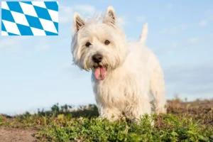 Scopri di più sull'articolo Allevatori e cuccioli di Westie in Baviera