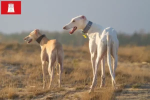 Scopri di più sull'articolo Allevatori e cuccioli di Chart Polski a Amburgo