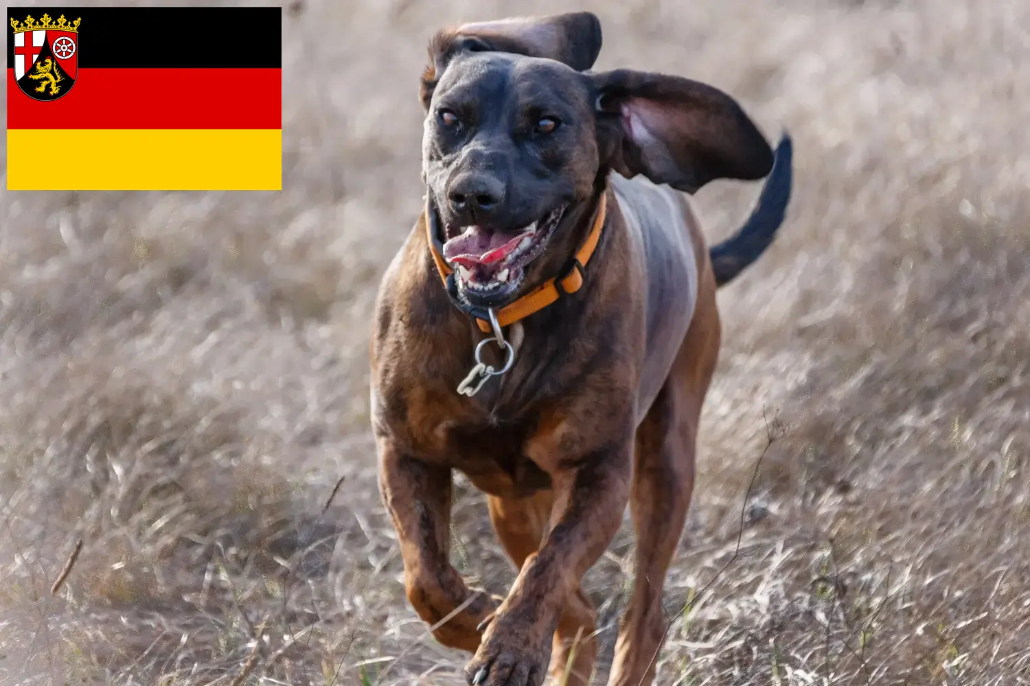 Scopri di più sull'articolo Allevatori di Hannoverscher Schweißhund e cuccioli in Renania-Palatinato