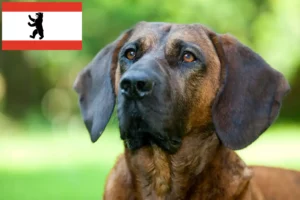 Scopri di più sull'articolo Allevatori di Hannoverscher Schweißhund e cuccioli a Berlino