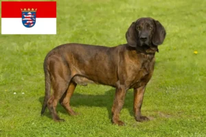 Scopri di più sull'articolo Allevatori di Hannoverscher Schweißhund e cuccioli in Hessen